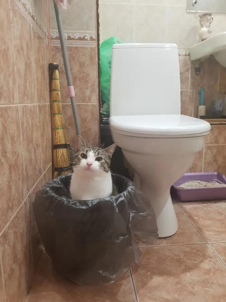 %D0%BA%D0%BE%D1%82%D1%8D-8004624.jpeg