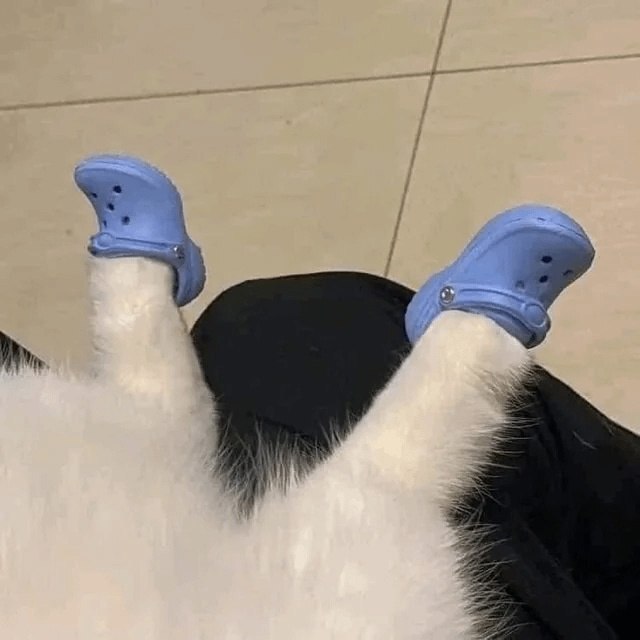 %D0%BA%D0%BE%D1%82%D1%8D-%D0%BB%D0%B0%D0%BF%D0%BA%D0%B8-7981154.jpeg