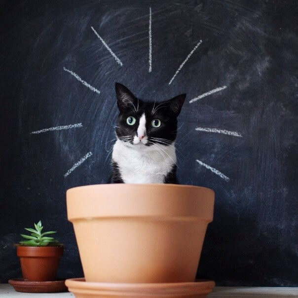 Котик в горшке.jpg