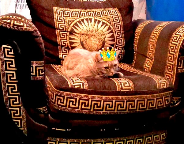 котокороль.jpg