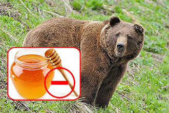bear.jpg