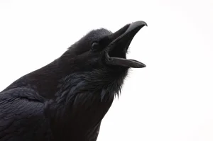 raven.jpg.webp
