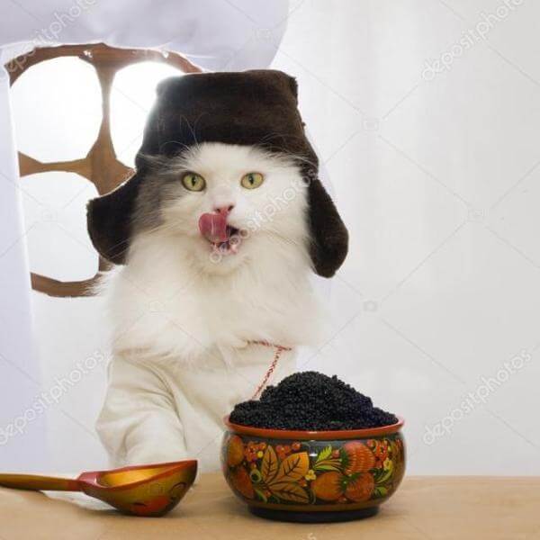 Русский кошка ест икра.jpg