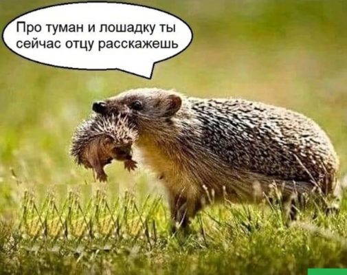 fydi_ru36-9-505x400.jpg.jpeg