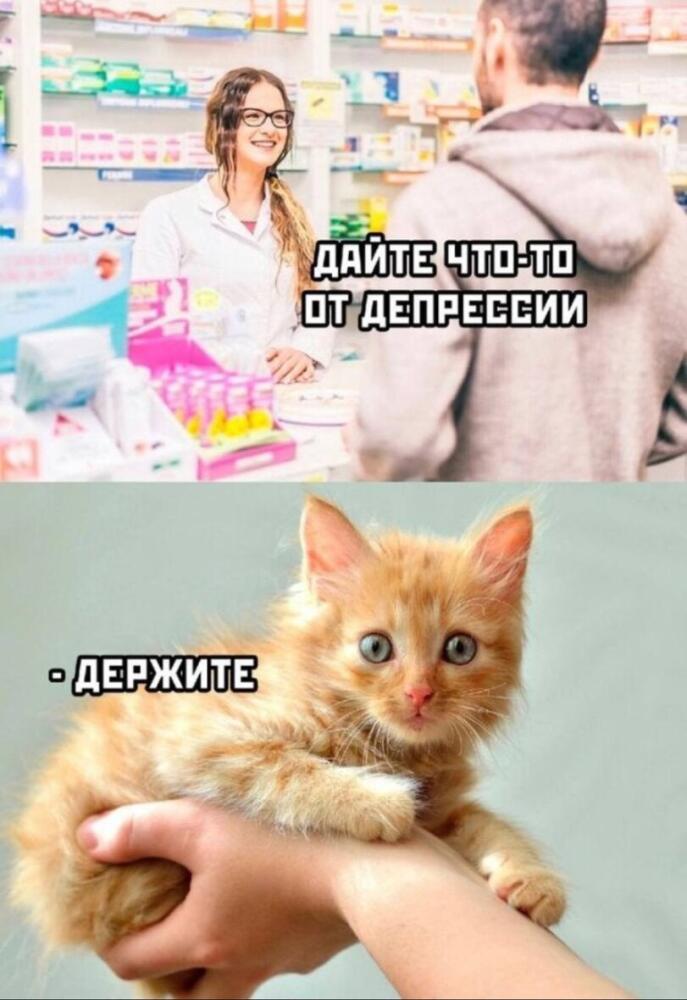 %D0%BA%D0%BE%D1%82-%D0%B4%D0%B5%D0%BF%D1%80%D0%B5%D1%81%D1%81%D0%B8%D1%8F-8020738.jpg.jpeg