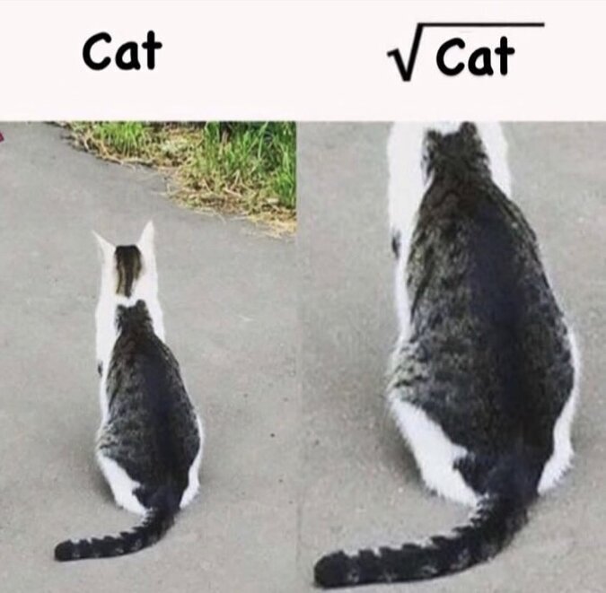 %D0%BA%D0%BE%D1%82%D1%8D-8027293.jpeg