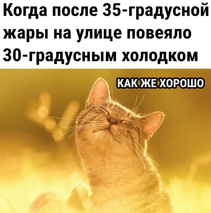 %D0%BB%D0%B5%D1%82%D0%BE-%D0%BA%D0%BE%D1%82%D1%8D-%D0%B6%D0%B8%D0%B7%D0%B0-%D0%96%D0%B0%D1%80%D0%B0-6828994.jpeg