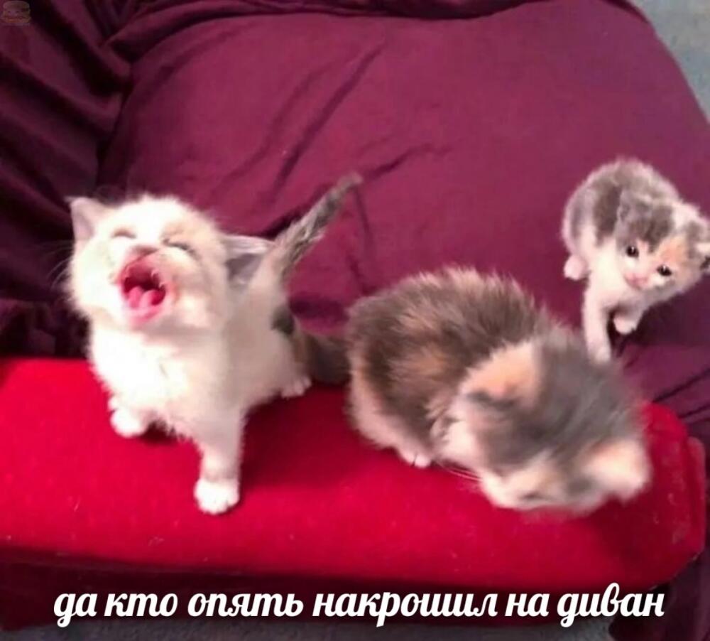 tXmtzPO7DAQ.jpg.jpeg