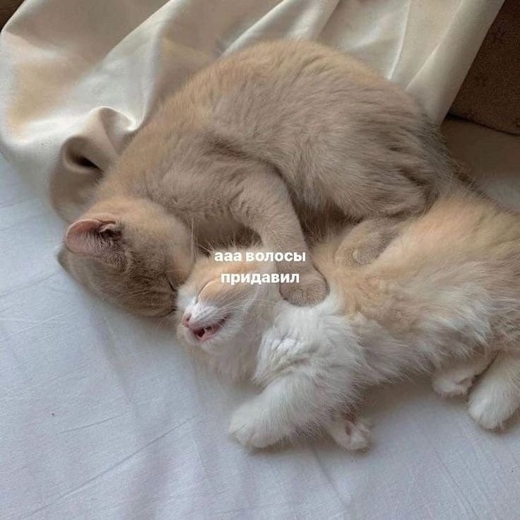 u0DuLwL9OOs.jpg.jpeg