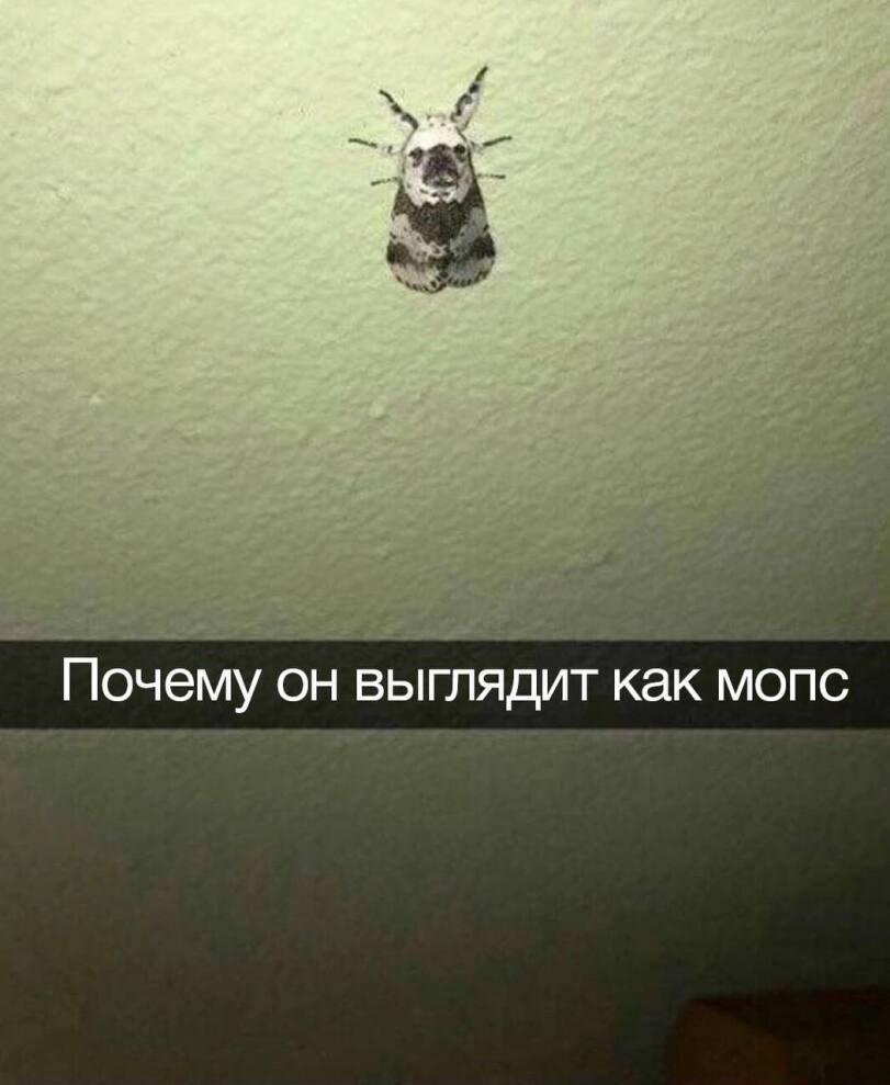 %D0%BF%D1%80%D0%B8%D0%BA%D0%BE%D0%BB%D1%8B-%D0%B4%D0%BB%D1%8F-%D0%B4%D0%B0%D1%83%D0%BD%D0%BE%D0%B2-%D0%9D%D0%B0%D1%81%D0%B5%D0%B.jpeg