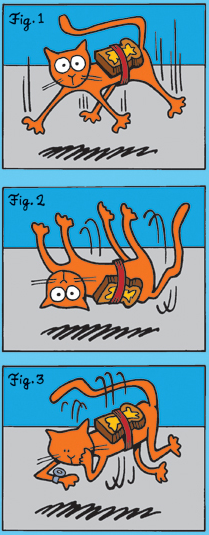 Buttered_cat.png.webp.png