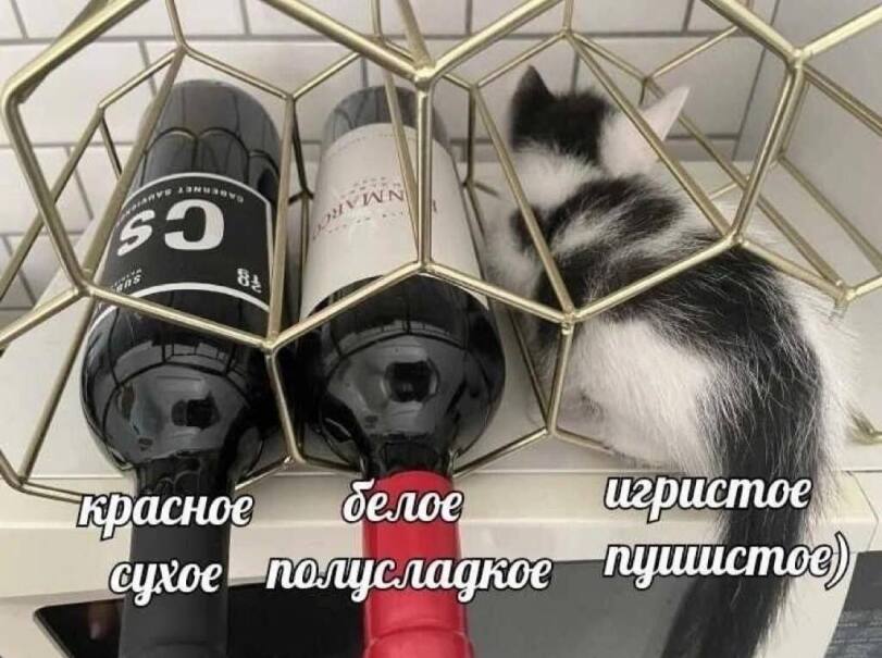 %D0%BA%D0%BE%D1%82%D1%8D-8051462.jpeg