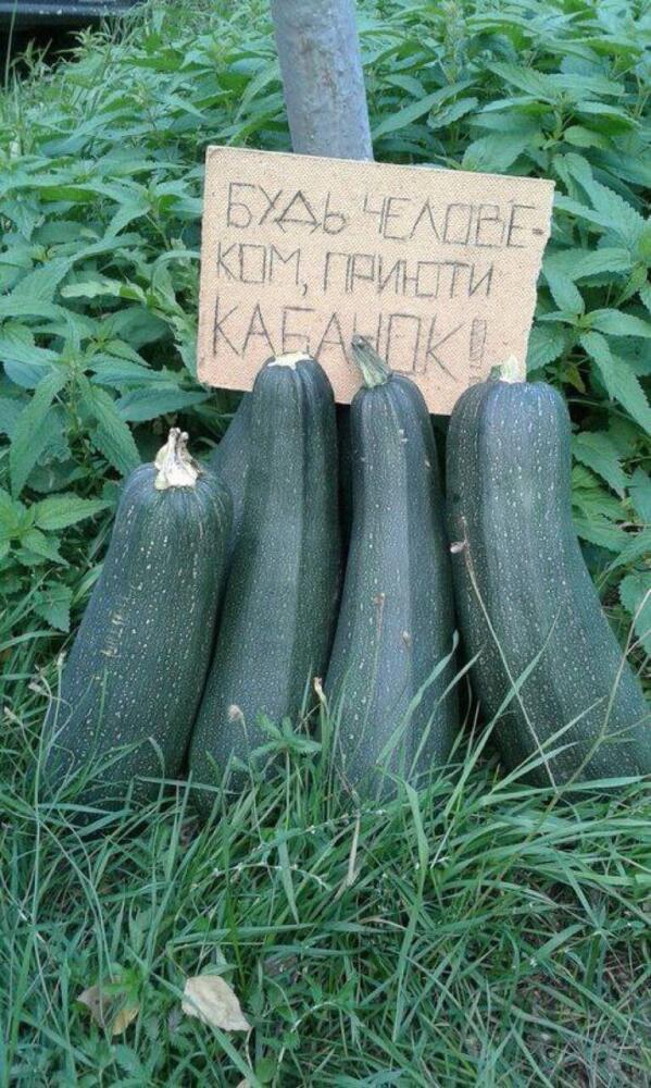 %D1%81%D0%B5%D0%B7%D0%BE%D0%BD-%D0%BA%D0%B0%D0%B1%D0%B0%D1%87%D0%BA%D0%B8-8055377.jpeg
