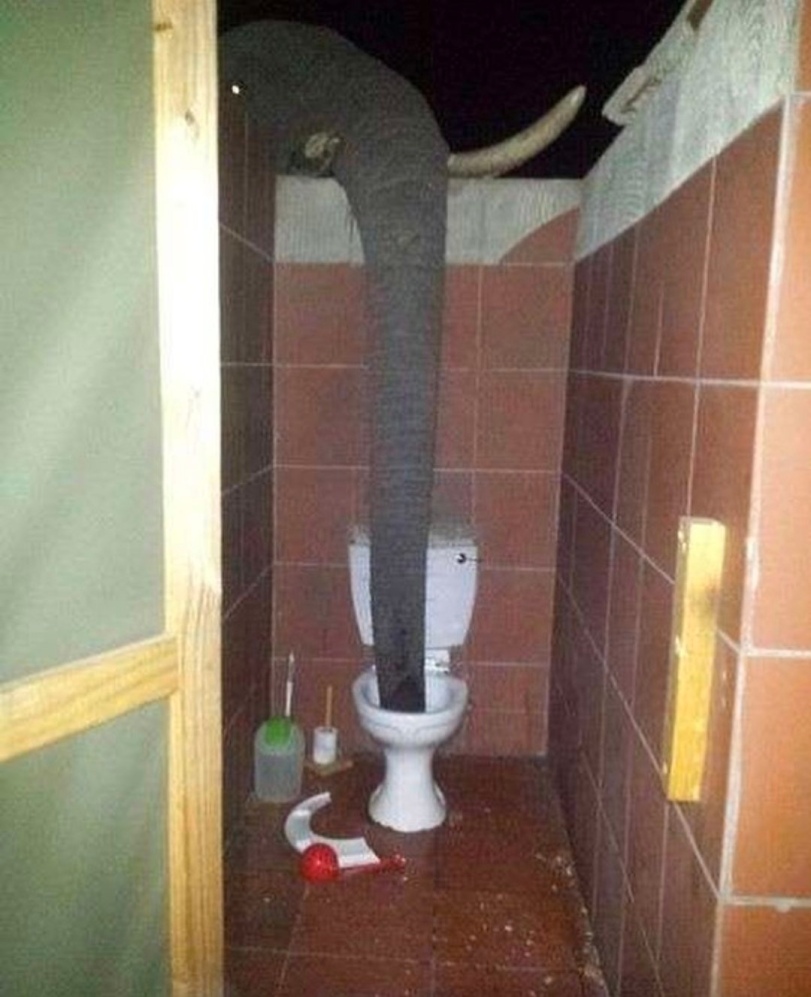 %D1%81%D0%BB%D0%BE%D0%BD-8051215.jpeg