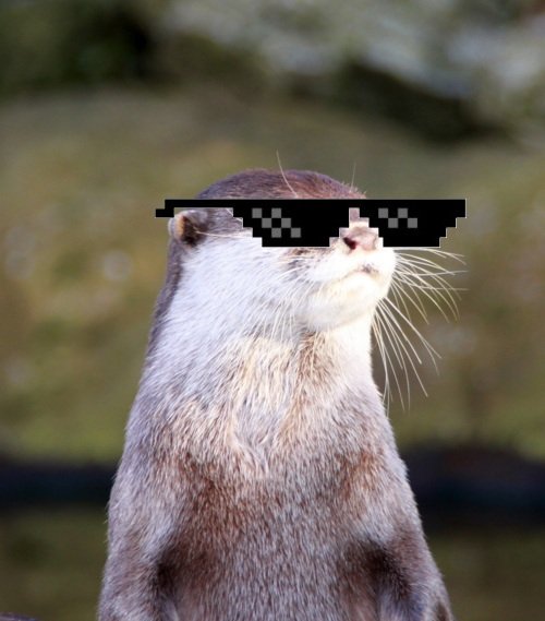 Deal+with+it+otter_259462_3755483.jpg.jpeg