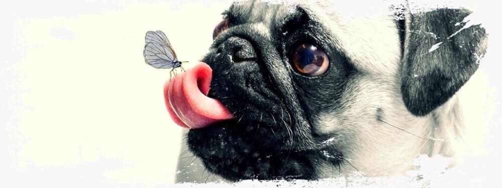 Mops.jpg.jpeg