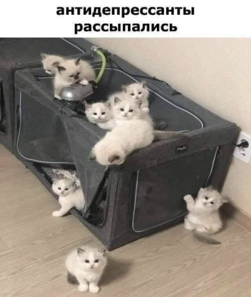 %D0%BA%D0%BE%D1%82%D1%8D-%D0%BB%D0%B8%D1%87%D0%B8%D0%BD%D0%BA%D0%B8-%D0%BA%D0%BE%D1%82%D1%8D-%D0%BC%D0%B5%D0%BC%D1%87%D0%B8%D0%B.jpeg