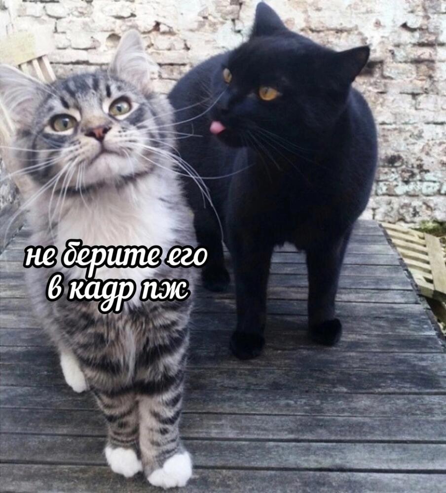 03OHBjPLum0.jpg.jpeg