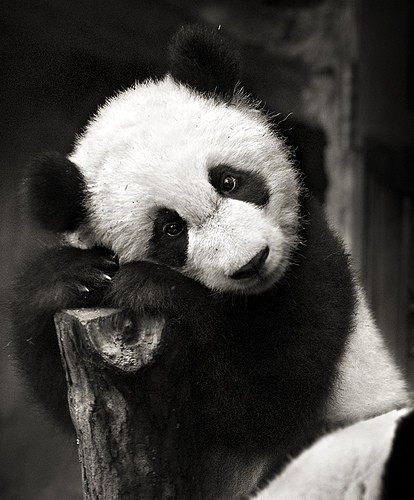 109323980_kkpanda1.jpg.jpeg