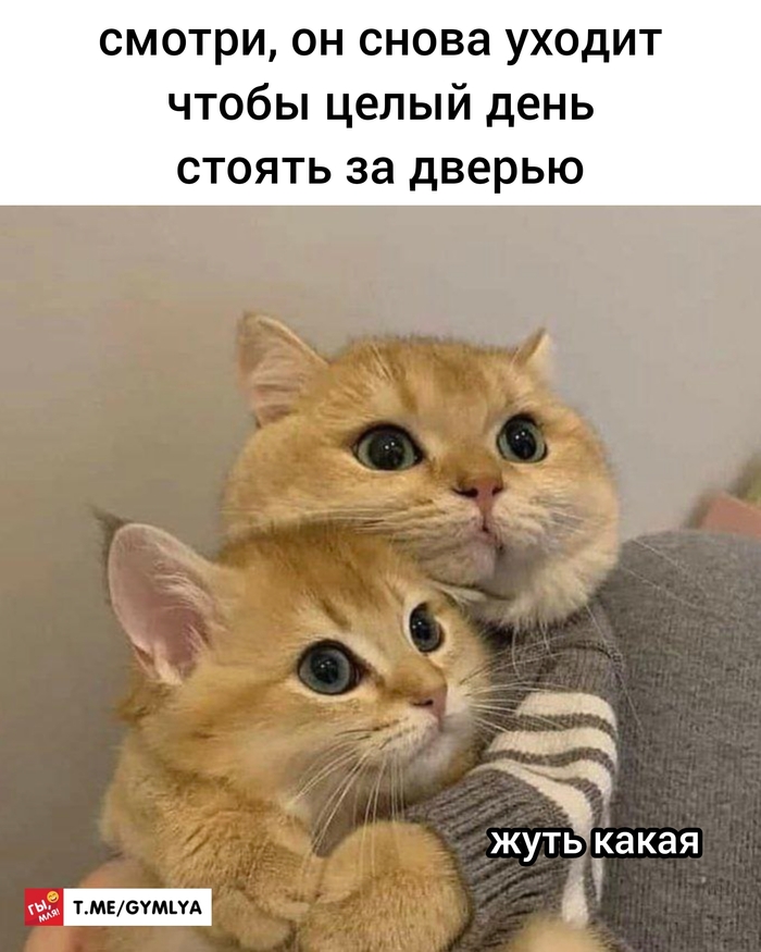 1688017219119559949.jpg.jpeg