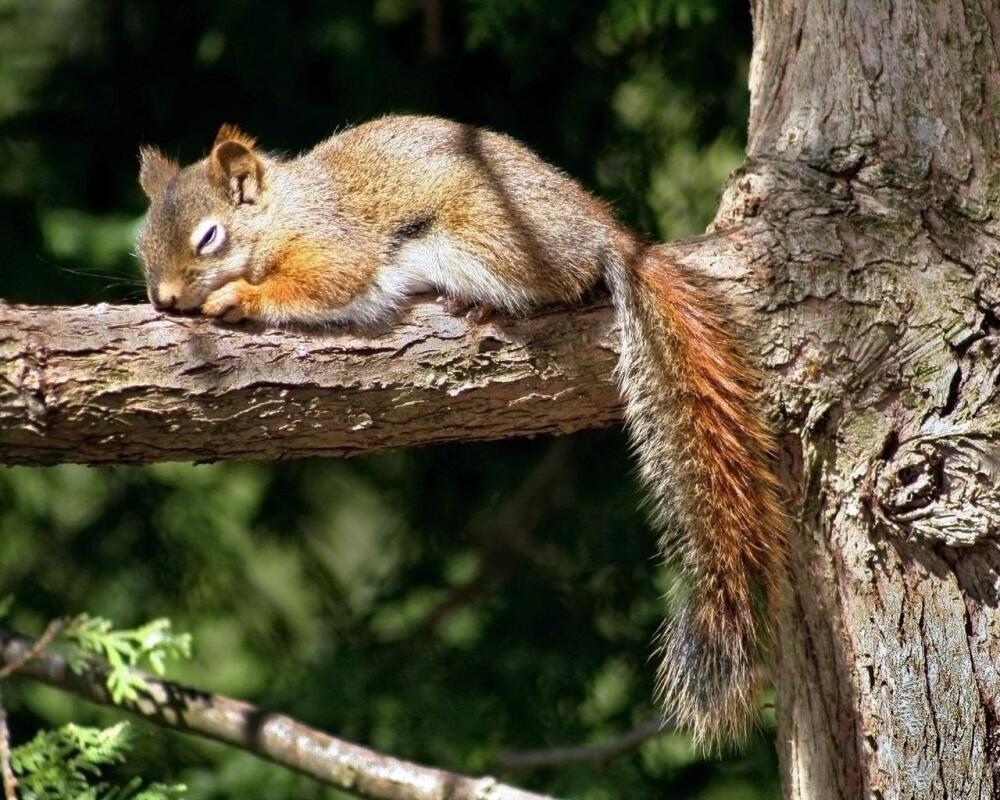 kartinki24_ru_animals_squirrels_0032.jpeg
