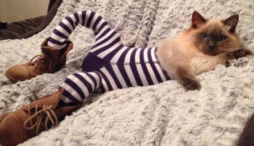 %D0%BA%D0%BE%D1%82%D1%8D-%D0%BF%D0%B5%D1%81%D0%BE%D1%87%D0%BD%D0%B8%D1%86%D0%B0-%D0%BE%D1%82%D0%B4%D1%8B%D1%85-8163648.jpeg