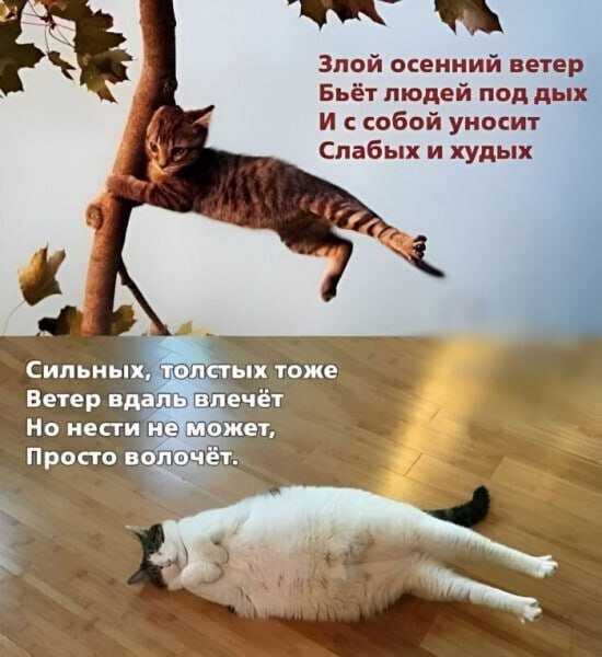 %D0%BA%D0%BE%D1%82%D1%8B-%D0%B2%D0%B5%D1%82%D0%B5%D1%80-8151860.jpeg