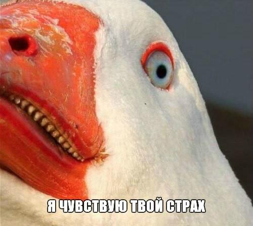 shubbabang-%D0%9A%D0%BE%D0%BC%D0%B8%D0%BA%D1%81%D1%8B-%D1%81%D0%BC%D0%B5%D1%88%D0%BD%D1%8B%D0%B5-%D0%BA%D0%BE%D0%BC%D0%B8%D0%BA%.jpeg