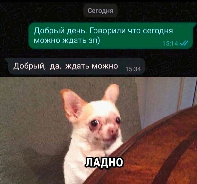 %D1%81%D0%BE%D0%B1%D0%B0%D0%BA%D0%B0-%D0%BF%D0%B5%D1%80%D0%B5%D0%BF%D0%B8%D1%81%D0%BA%D0%B0-%D0%B7%D0%B0%D1%80%D0%BF%D0%BB%D0%B0.jpeg