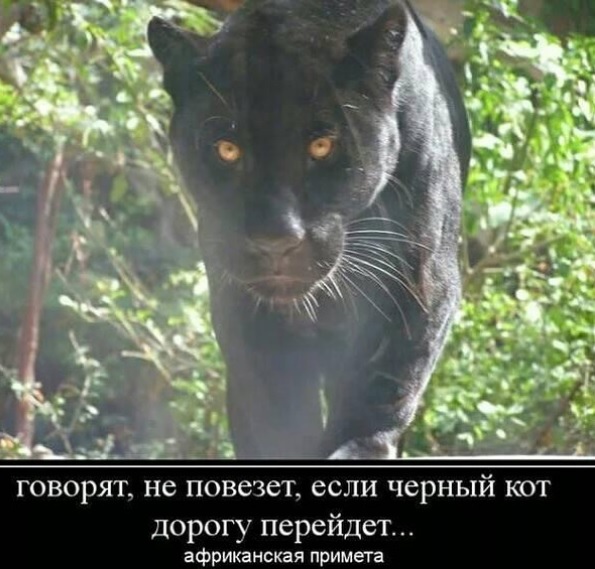 Zvc4LLP2T40.jpg.jpeg