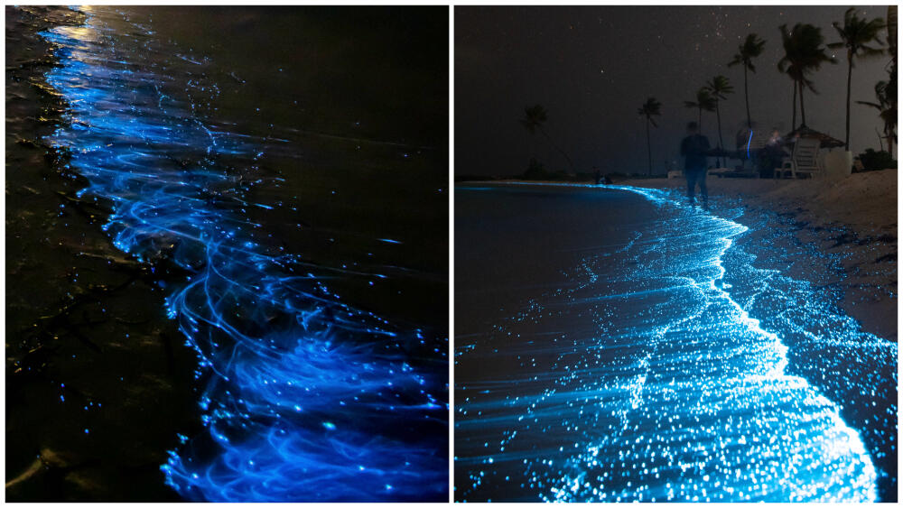 1-Bioluminescent-planktons-1.jpg.jpeg