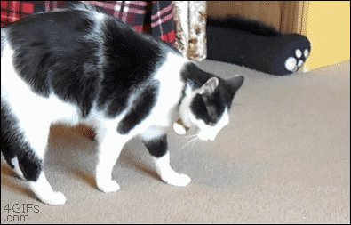 84401A27348CAF49C5161ADF147A2CA275668F3E.gif