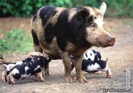 image_486.webvet.ru.jpg.jpeg