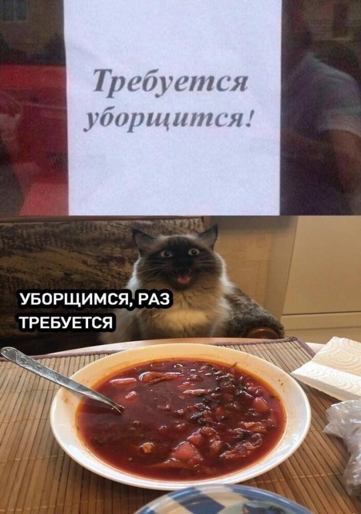 %D0%BA%D0%BE%D1%82%D1%8D-%D0%BA%D0%B0%D1%80%D1%82%D0%B8%D0%BD%D0%BA%D0%B8-%D0%BE%D0%B1%D0%B5%D0%B4-8207971.jpeg