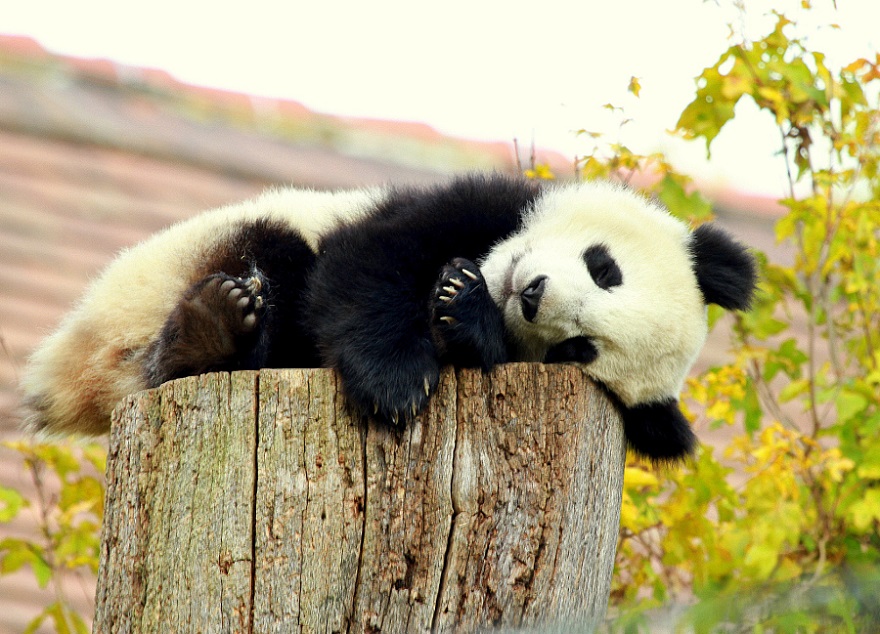 1431340573_panda8.jpg.jpeg