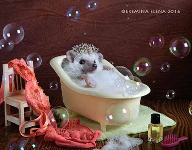 e8ee9de31ac3f4e94fede80f52b1d523--still-life-photography-real-life.jpg.jpeg