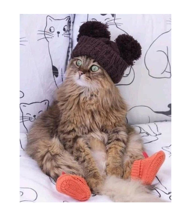 GENTLECAT-%D0%BA%D0%BE%D1%82-%D0%B0%D1%80%D1%82-%D0%BF%D0%B5%D1%80%D0%B5%D1%80%D0%B8%D1%81%D0%BE%D0%B2%D0%BA%D0%B0-8224101.jpeg
