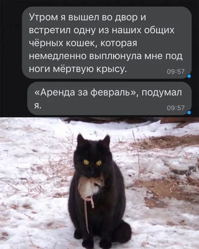 %D0%BA%D0%BE%D1%88%D0%BA%D0%B0-8219432.jpeg