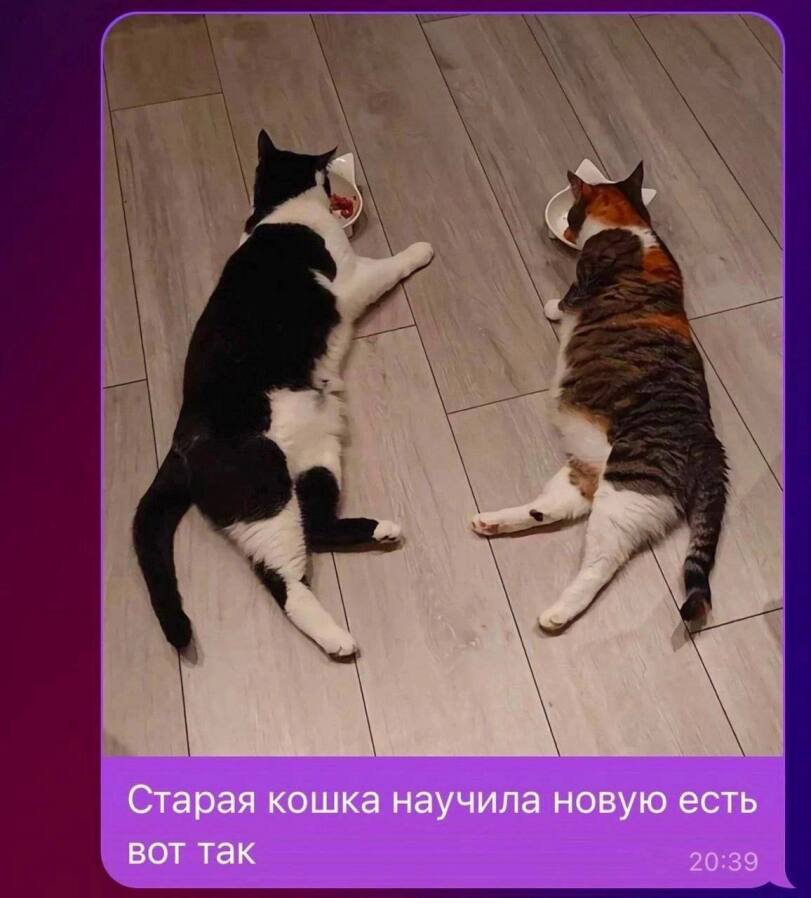 %D0%BA%D0%BE%D1%82%D1%8D-%D0%BA%D0%B0%D1%80%D1%82%D0%B8%D0%BD%D0%BA%D0%B8-8180443.jpg.jpeg