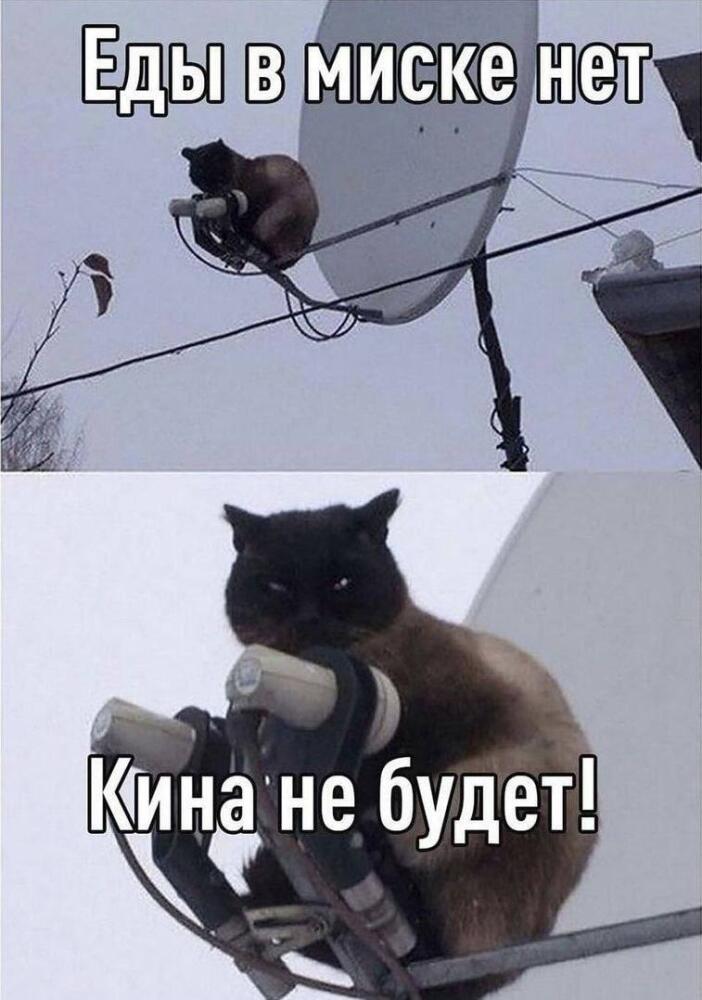 %D0%BA%D0%BE%D1%82%D1%8D-%D0%BA%D0%B0%D1%80%D1%82%D0%B8%D0%BD%D0%BA%D0%B8-8206670.jpg.jpeg