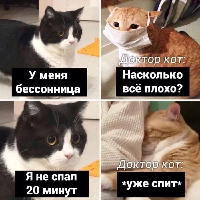 %D0%BA%D0%BE%D1%82%D1%8D-%D0%BA%D0%B0%D1%80%D1%82%D0%B8%D0%BD%D0%BA%D0%B8-8218154.jpeg