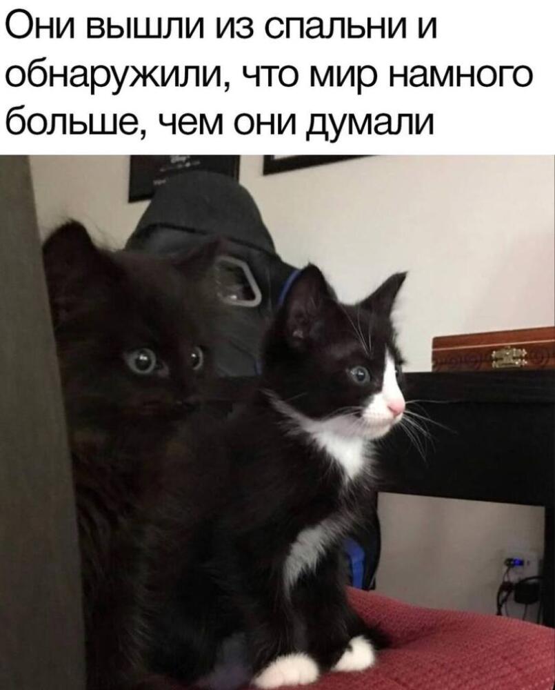 %D0%BA%D0%BE%D1%82%D1%8D-%D0%BA%D0%B0%D1%80%D1%82%D0%B8%D0%BD%D0%BA%D0%B8-8230363.jpg.jpeg