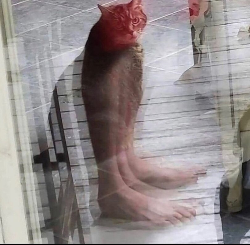 %D0%BA%D0%BE%D1%82%D1%8D-%D0%BF%D0%BE%D0%BA%D0%B0%D0%B7%D0%B0%D0%BB%D0%BE%D1%81%D1%8C-%D0%B8%D0%BB%D0%BB%D1%8E%D0%B7%D0%B8%D1%8F.jpeg