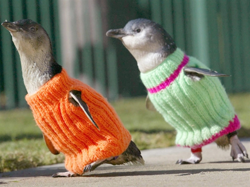 New-Zealand-Penguins-6.jpg.jpeg