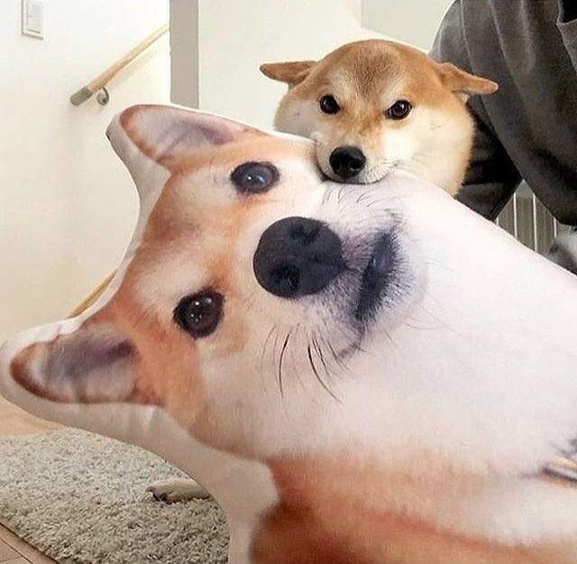 %D0%BF%D0%B5%D1%81%D0%B5%D0%BB%D1%8C-doge-Doge-Lore-%D0%9C%D0%B5%D0%BC%D1%8B-8247134.jpeg