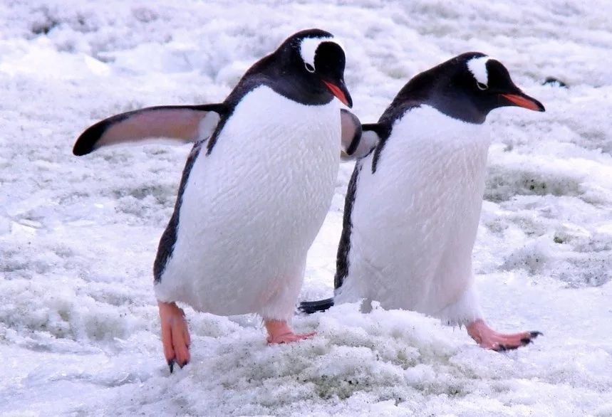 pingviny_1.jpg.webp