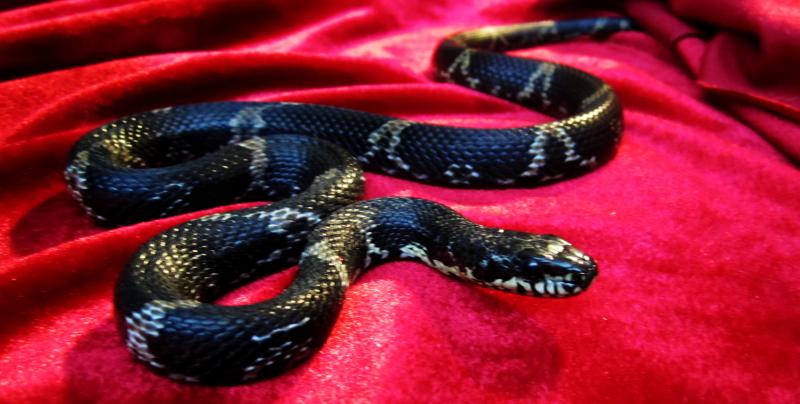 reptile.ru-20110103181409.jpg.jpeg