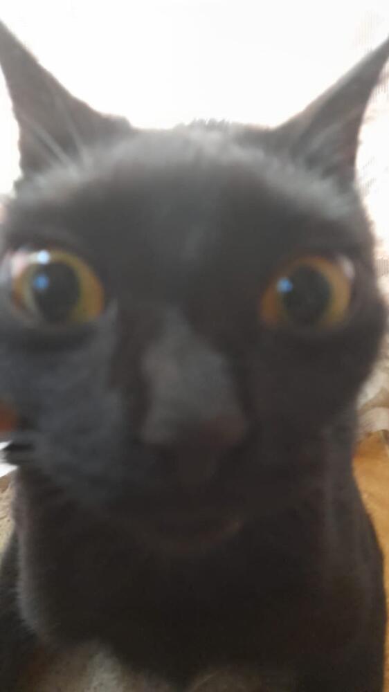 s_mew9ABU-s.jpg.jpeg