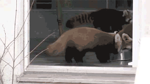 Scaring-The-Daylights-Out-Of-A-Cute-Red-Panda-With-a-Boot.gif