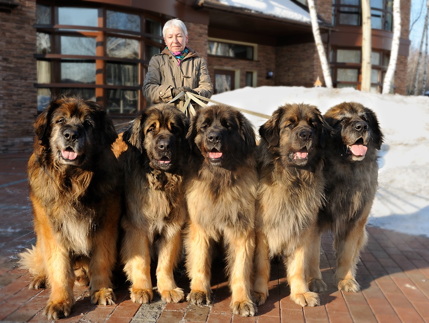 sobaki-porody-leonberger-2.jpg.jpeg